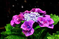 梅雨を彩る紫陽花