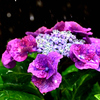 梅雨を彩る紫陽花