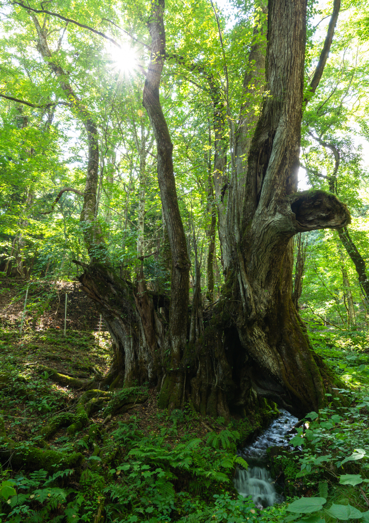 和池の大かずら