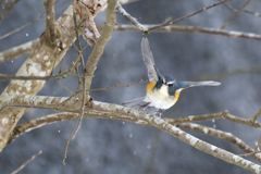 幸せの青い鳥