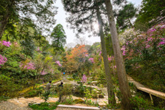 如意寺　ツツジ寺