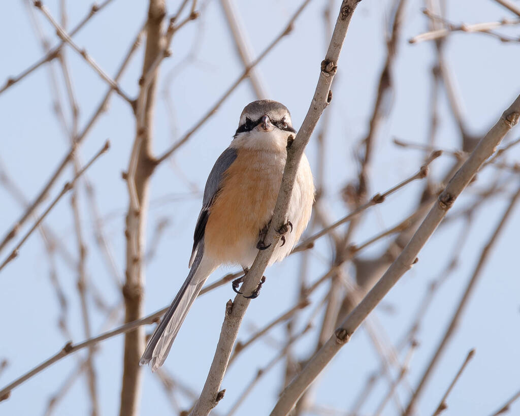 幸運のモズっち