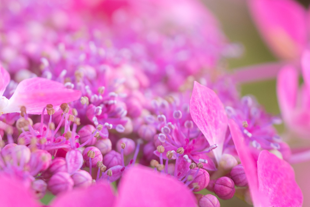 マクロの中の花園