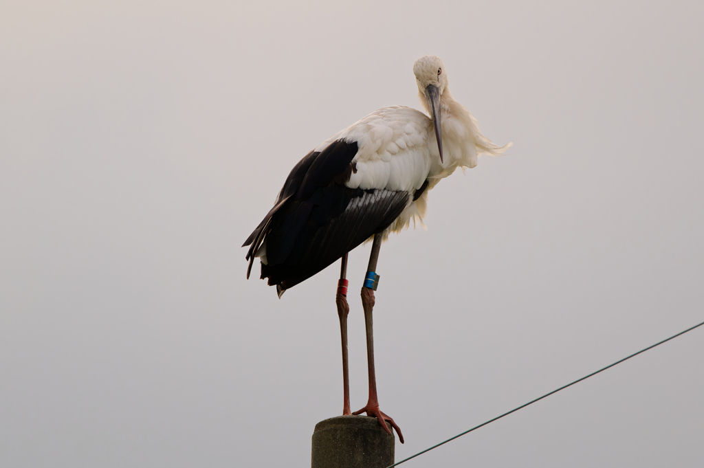 幸せを呼ぶコウノトリ