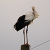 幸せを呼ぶコウノトリ