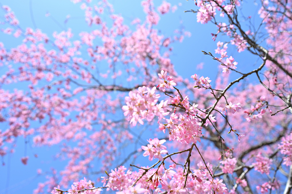 大山桜in大師山