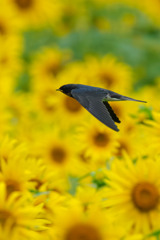 向日葵と燕