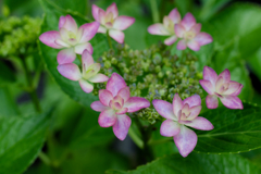 額紫陽花の花冠