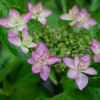 額紫陽花の花冠