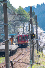 電車と桜　大江山口内宮駅