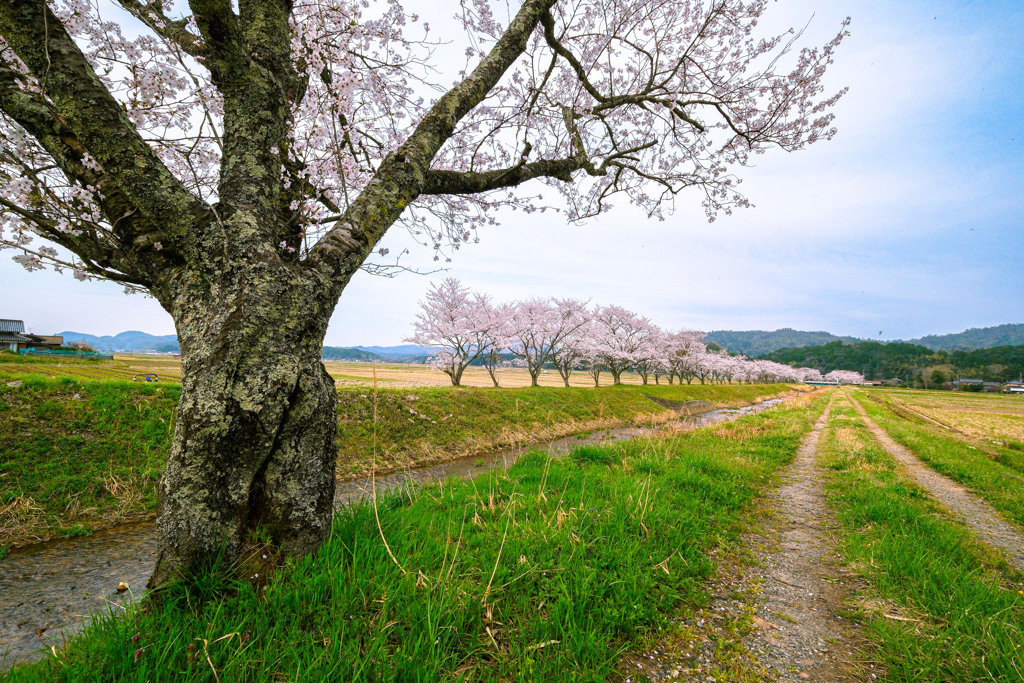 桜並木‐河川敷‐