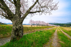 桜並木‐河川敷‐