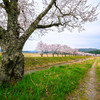 桜並木‐河川敷‐