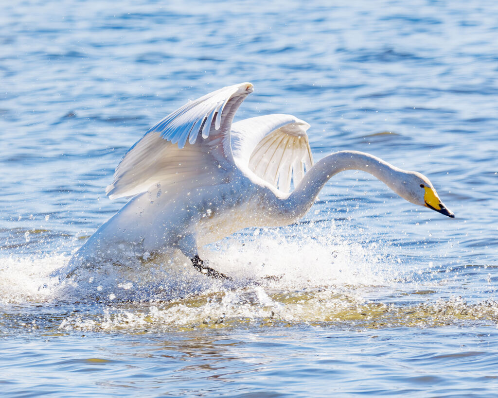 ハクチョウダイブ