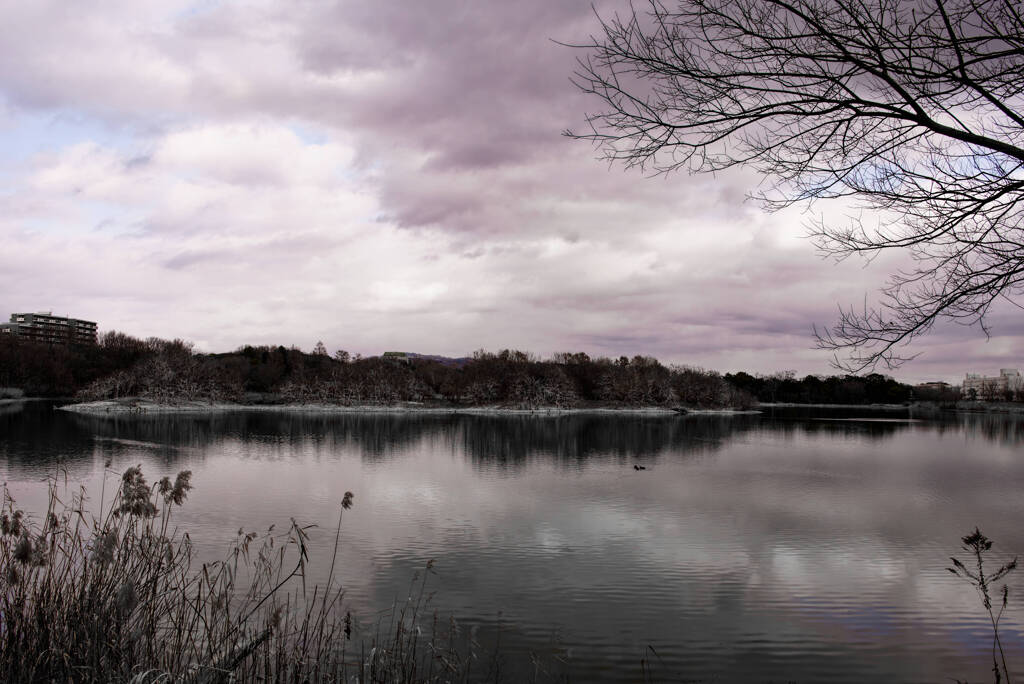 昆陽池の静寂