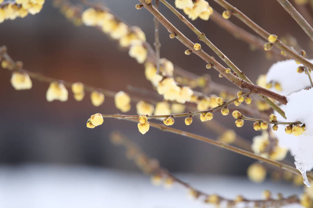 凍てつく寒さと息吹き