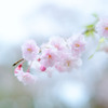 淡く清らか