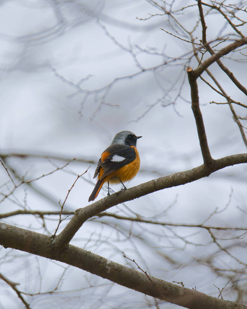 今冬はじめてのジョビくん