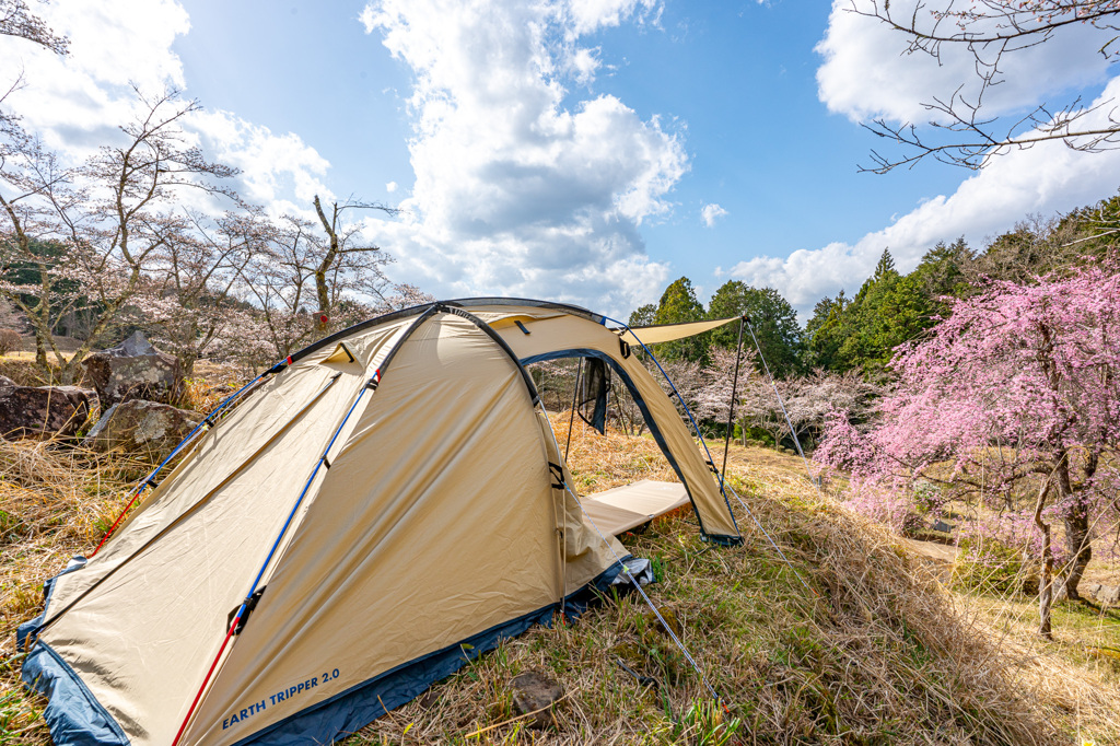 お花見キャンプ