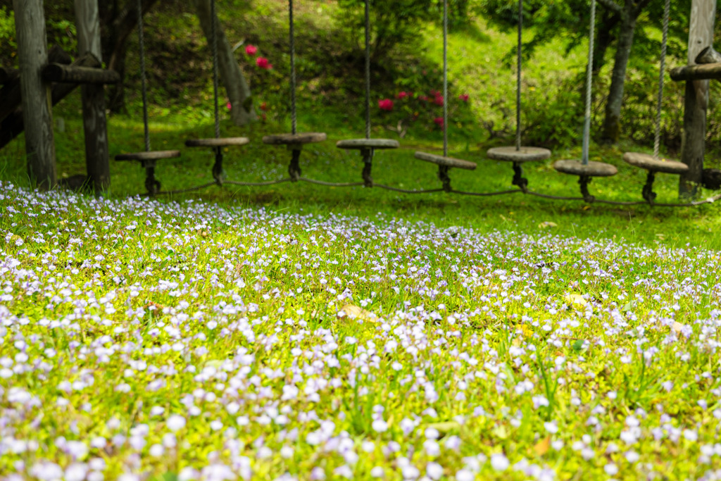 名もなき花と遊具