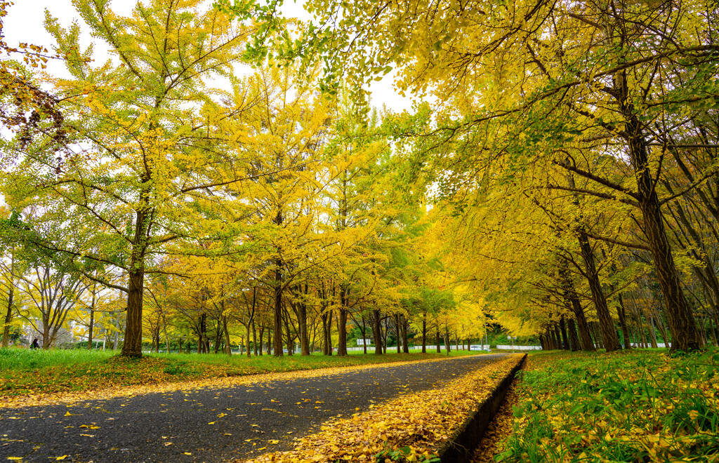 Autumn color