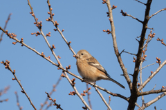 春はまだかな