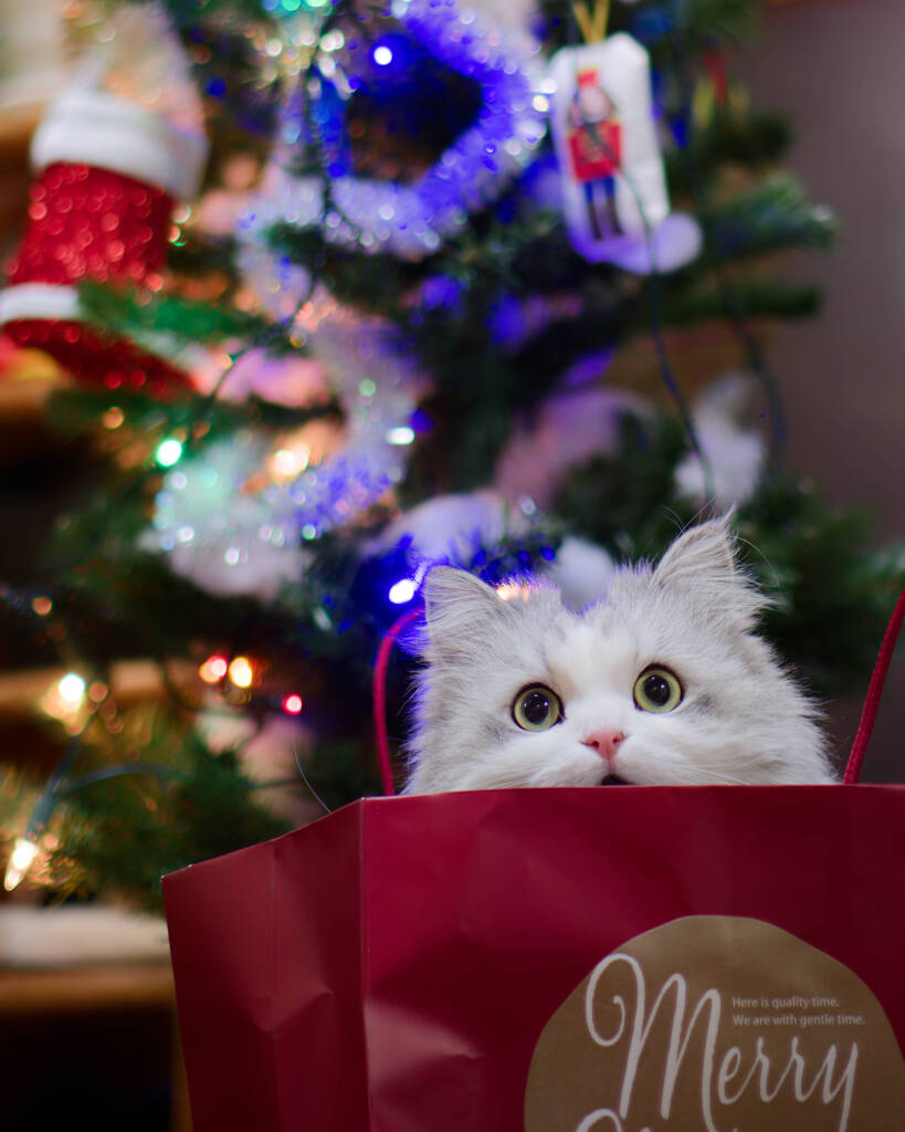 小さなメリークリスマス