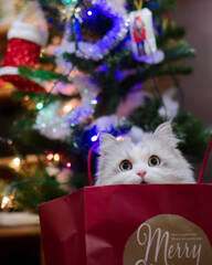 小さなメリークリスマス