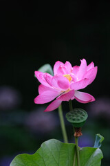 花蓮