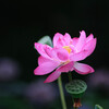 花蓮