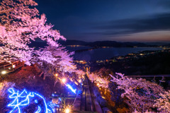 傘松公園夜桜夜景