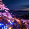 傘松公園夜桜夜景