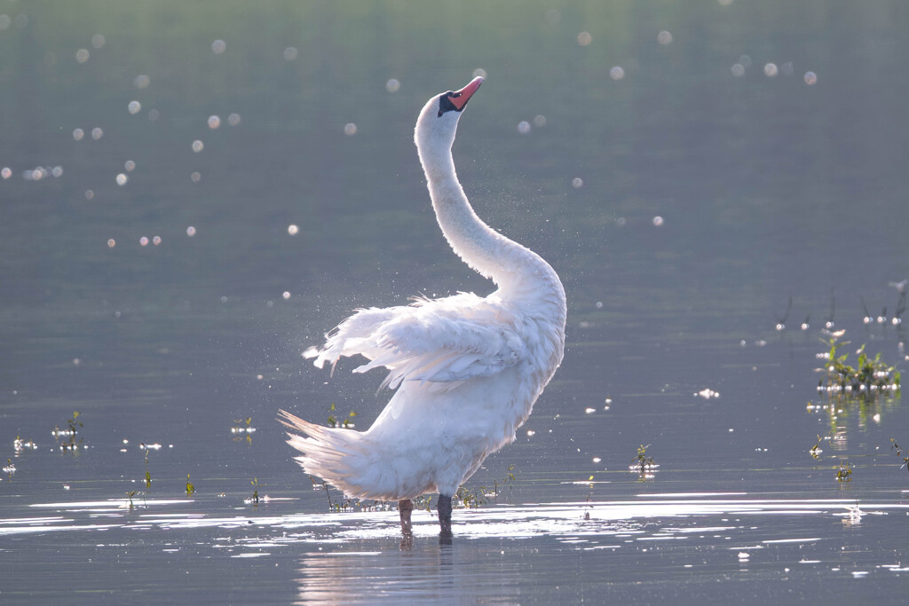 白鳥の湖