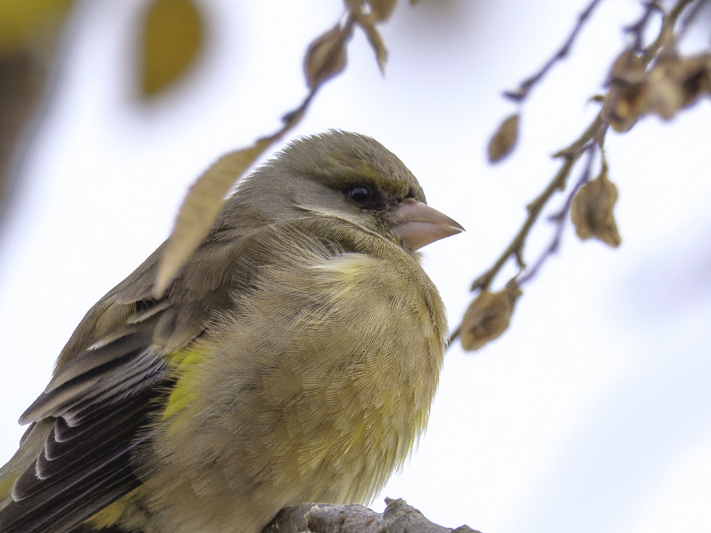 あ？鳥？