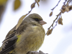 あ？鳥？