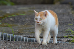 町内パトロール隊