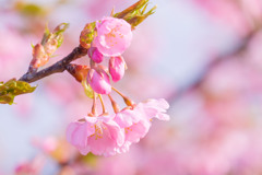 八重桜