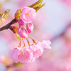 八重桜