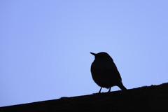 何の鳥でしょう？