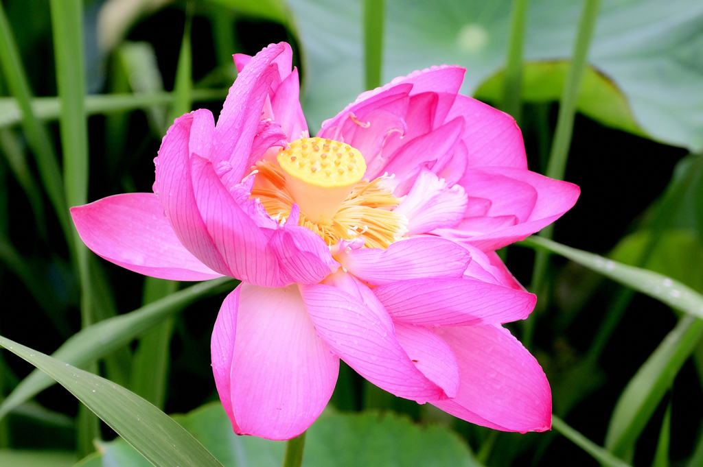 花蓮　平の沢池