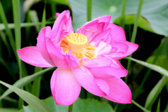 花蓮　平の沢池