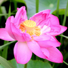 花蓮　平の沢池
