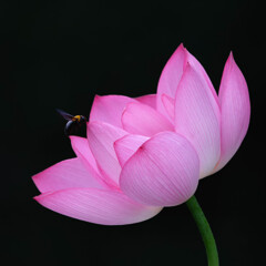 花蓮と花蜂