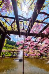 春色のベール