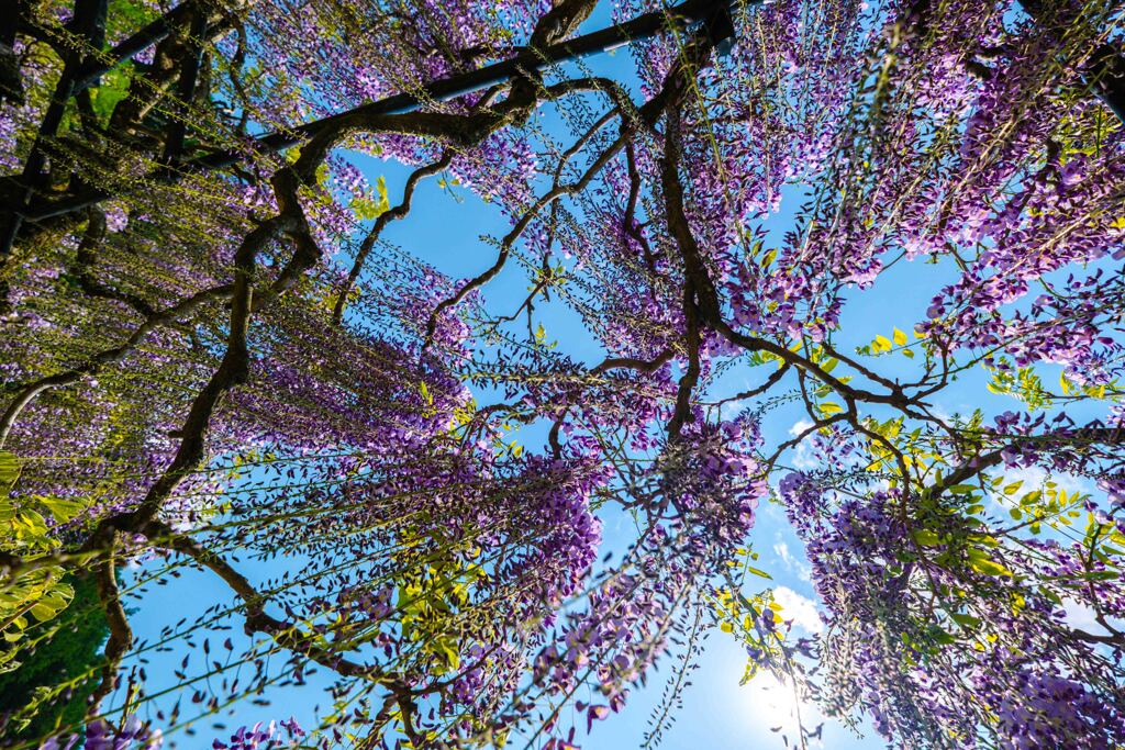 花房のシャワー