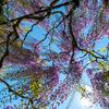 花房のシャワー