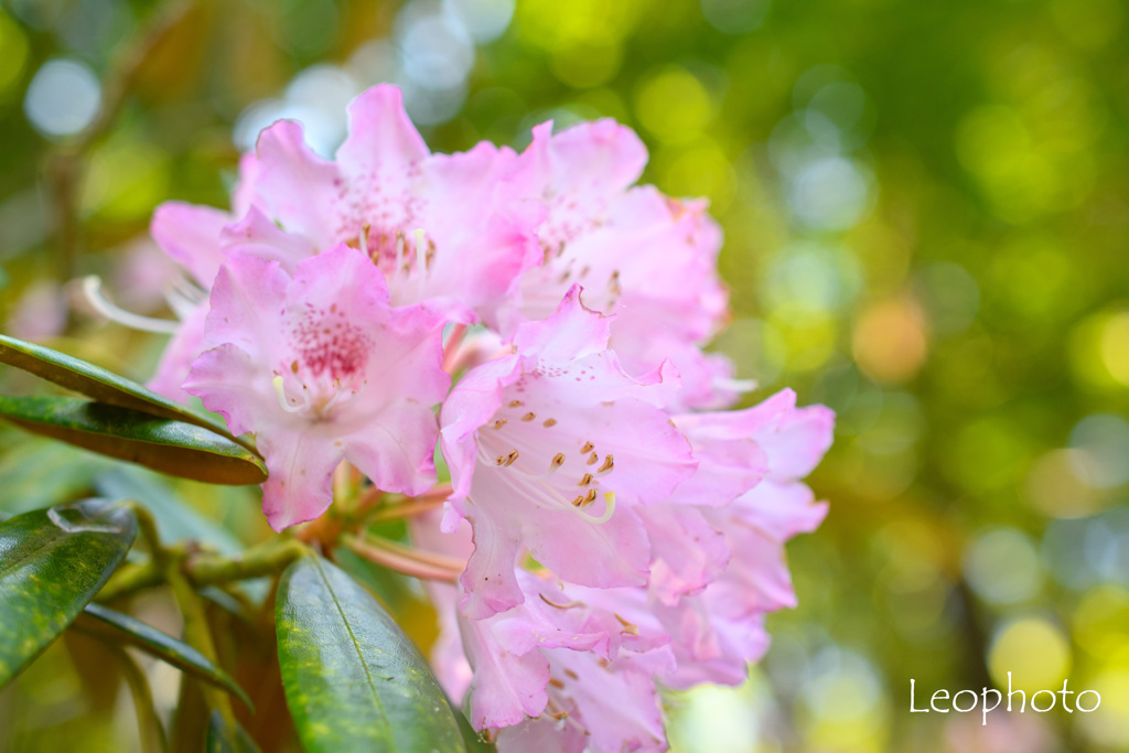 5月の華シャクナゲ