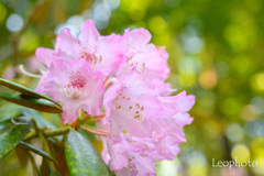 5月の華シャクナゲ