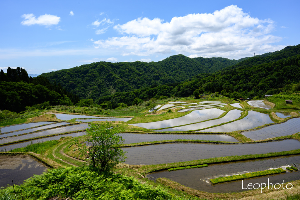 上世屋の棚田・初夏