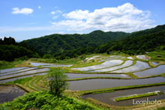 上世屋の棚田・初夏